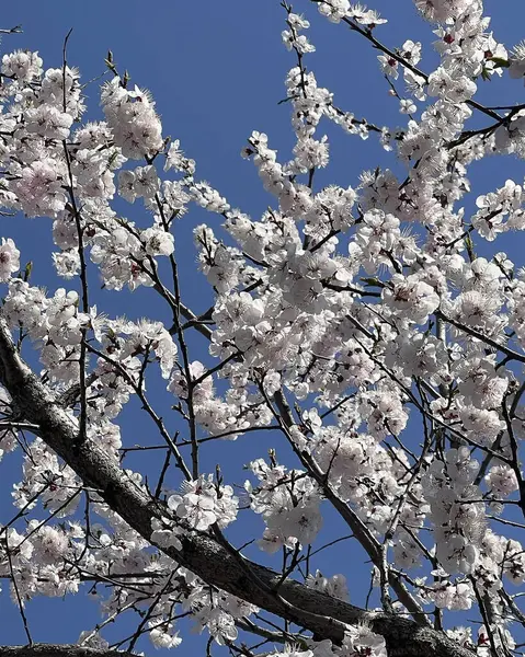 Doğa ve şehir manzarası 