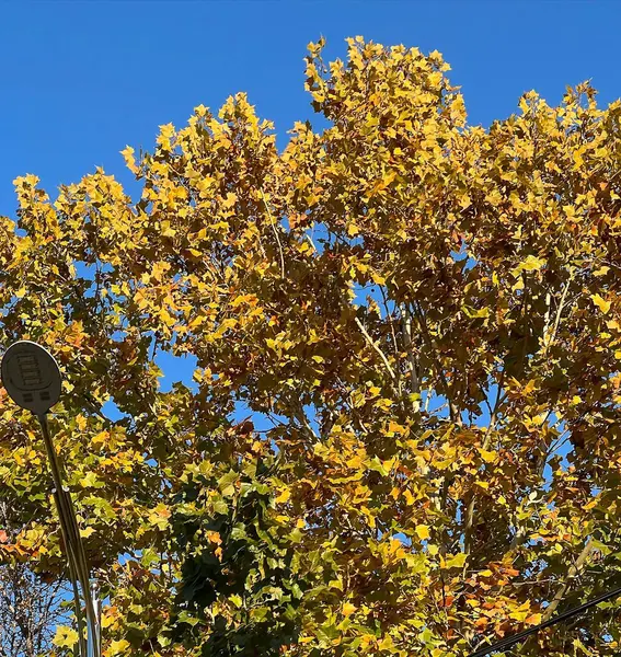 Doğa ve şehir manzarası 