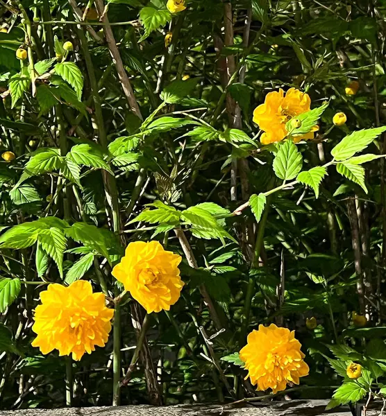 Doğa ve şehir manzarası 