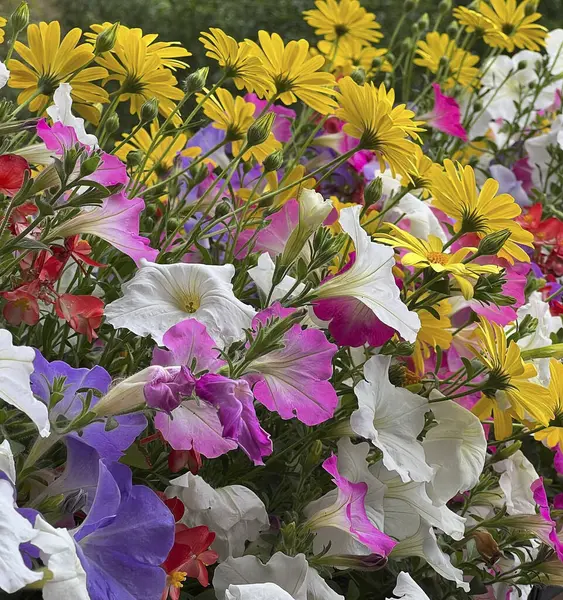 Doğa ve şehir manzarası 