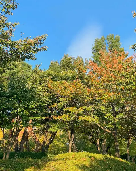 Parkın güzel manzarası