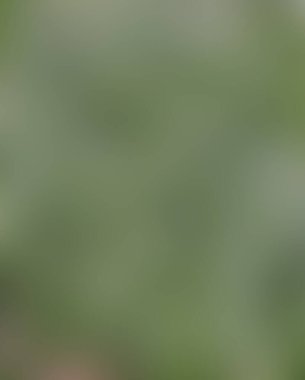 Renklerin soyut bulanık arkaplanı