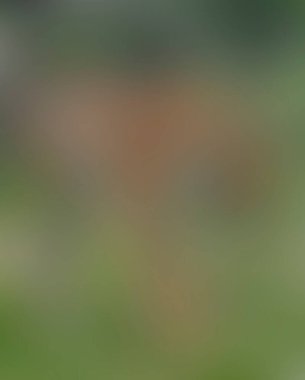 Renklerin soyut bulanık arkaplanı