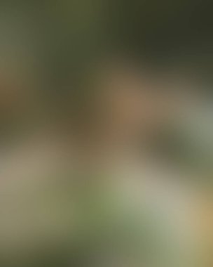 Renklerin soyut bulanık arkaplanı