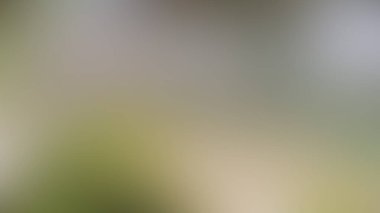 Renklerin soyut bulanık arkaplanı