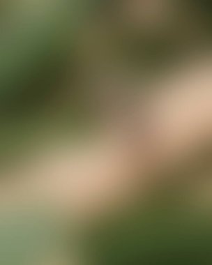 Renklerin soyut bulanık arkaplanı