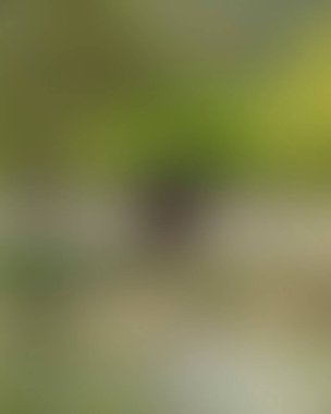 Renklerin soyut bulanık arkaplanı