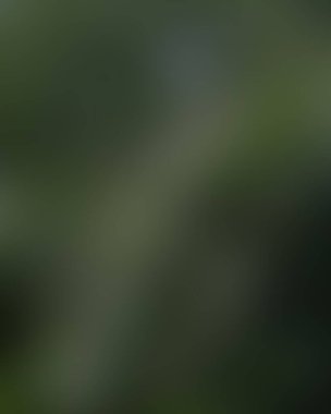 Renklerin soyut bulanık arkaplanı