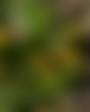 Renklerin soyut bulanık arkaplanı