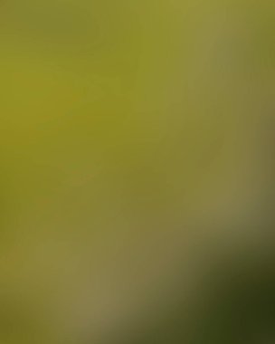 Renklerin soyut bulanık arkaplanı