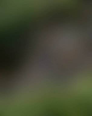 Renklerin soyut bulanık arkaplanı