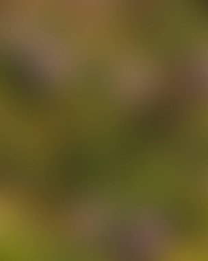 Renklerin soyut bulanık arkaplanı