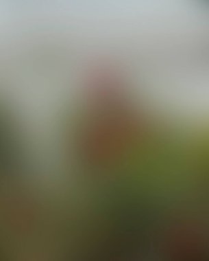 Renklerin soyut bulanık arkaplanı