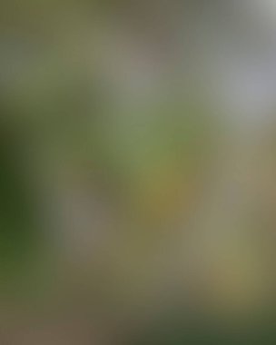 Renklerin soyut bulanık arkaplanı