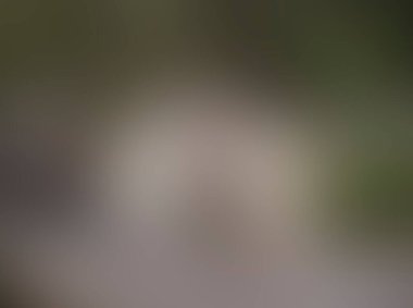 Renklerin soyut bulanık arkaplanı