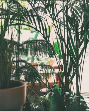 Güzel botanik fotoğrafı, doğal duvar kağıdı.