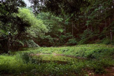 Ormanda orman ve yeşil çimenler