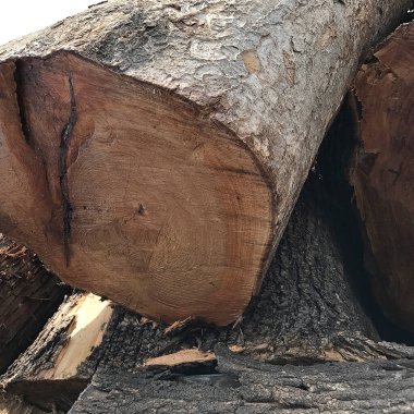 Arkaplan için Ağaç Kabuğu Dokusu