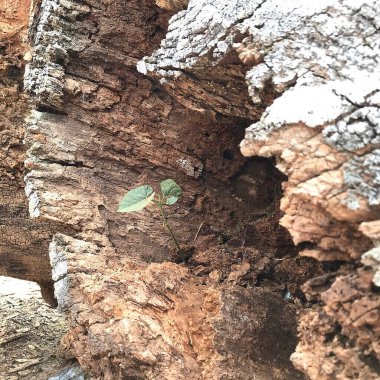 Ağaç gövdesi, ağaç kabuğu dokusu, doğa bitki örtüsü.