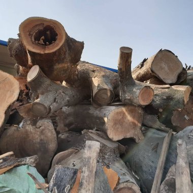 Kütük yığını, yakacak odun yığını.