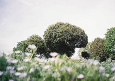Güzel botanik fotoğrafı, doğal duvar kağıdı.