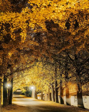 Ağaçlar ve yapraklarla dolu sonbahar manzarası