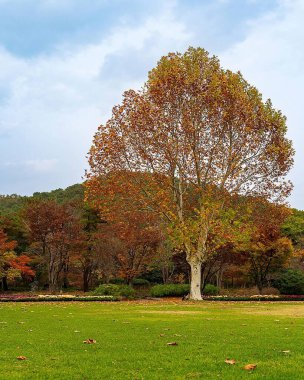 Ağaçlı güzel sonbahar manzarası