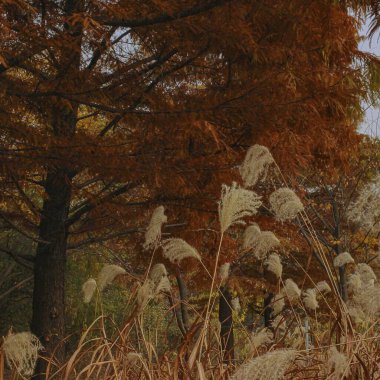 Ormanda sonbahar yaprakları