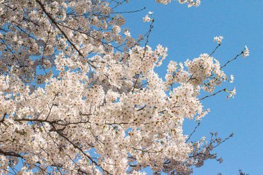 İlkbaharda kiraz çiçeği