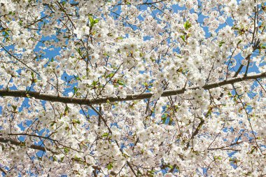 İlkbaharda kiraz çiçeği, sakura çiçekleri