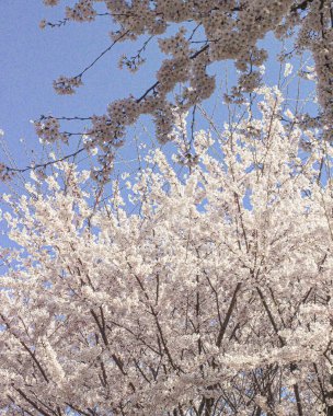 Tokyo kiraz çiçeği