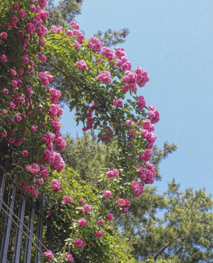 Bahçedeki güzel çiçekler