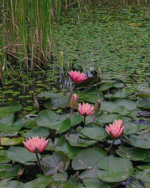 Gölette nilüfer çiçeği