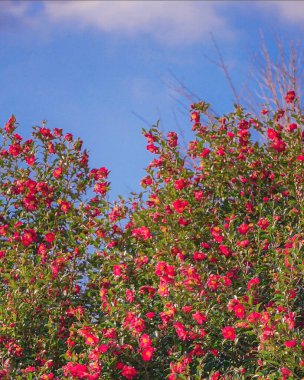 Bahçedeki güzel çiçekler