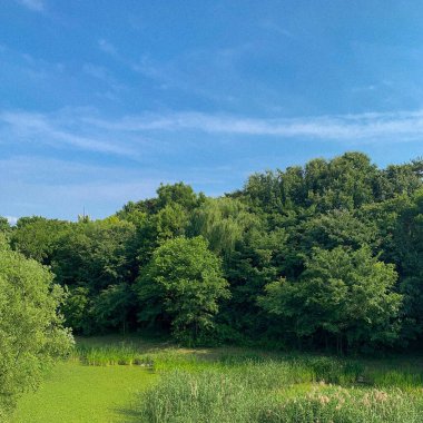 Ormanda nehri olan güzel bir manzara.