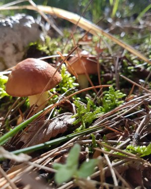 Ormandaki güzel bir mantara yaklaş.