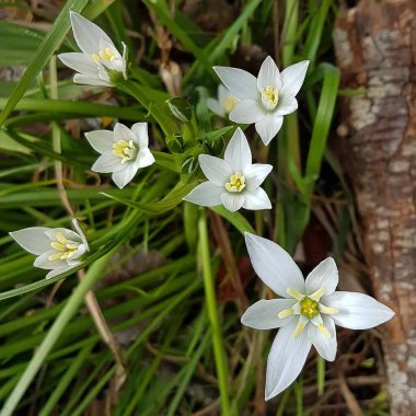 Bahçede güzel bahar çiçekleri