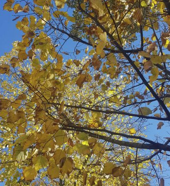 Sonbahar yaprakları, sonbahar bitkileri