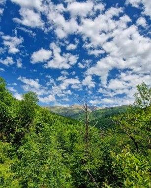 Kafkas dağlarının yamaçlarındaki yeşil ormanın manzarası.