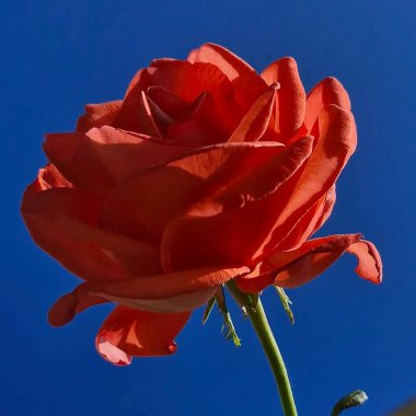 Mavi bir arka plan üzerinde güzel kırmızı gül