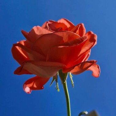 Bahçede kırmızı haşhaş