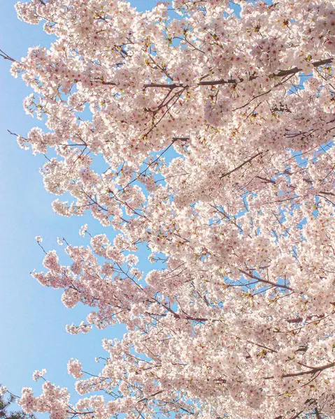 Tokyo 'da kiraz çiçeği, Japonya