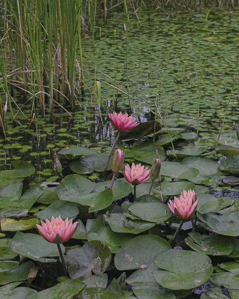Gölette nilüfer çiçeği