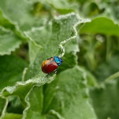 Yaklaş - yeşil yapraklı bir uğur böceğine.