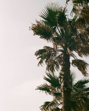 Bulutlu bir gökyüzünün arka planında parktaki palmiye yaprakları.