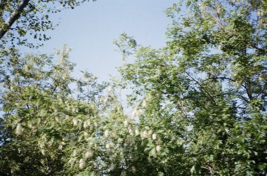 Ormanda huş ağaçları