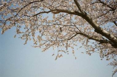 Bahçede güzel bahar çiçekleri