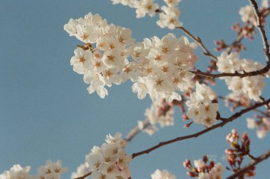 Güzel botanik fotoğrafı, doğal duvar kağıdı.