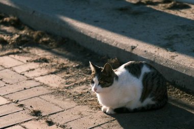 Barselona şehrinin manzarası