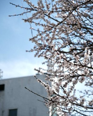 Bahçede güzel bahar çiçekleri